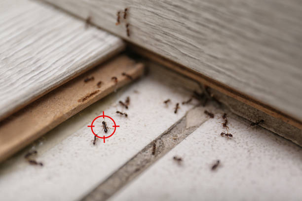 Best Rat Extermination Near Me  in Somonauk, IL