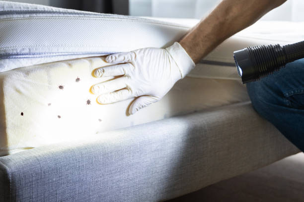 Best Local Pest Control Services  in Somonauk, IL