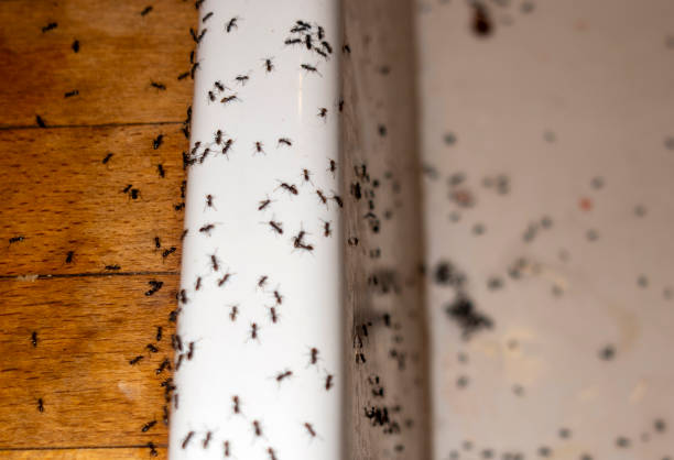Reliable Somonauk, IL Pest Control Solutions