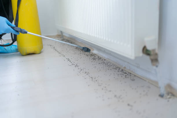 Best Wasp Removal Services  in Somonauk, IL